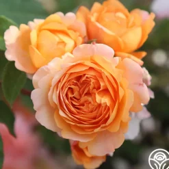 Louise Clements™><noscript><img width=