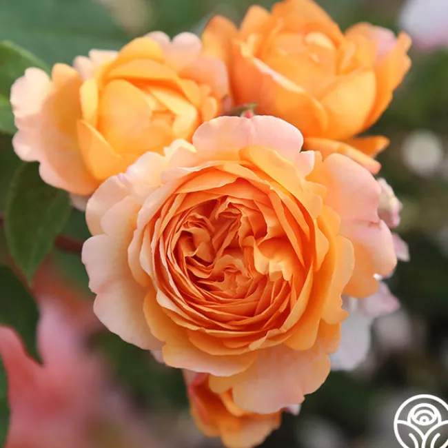 Louise Clements™>Heirloom Roses Discount
