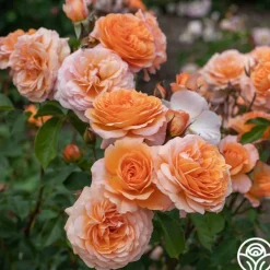Louise Clements™><noscript><img width=
