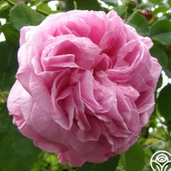 Louise Odier><noscript><img width=