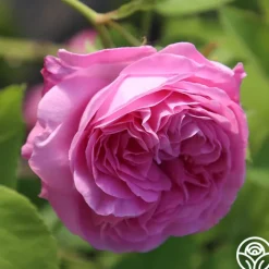Louise Odier><noscript><img width=