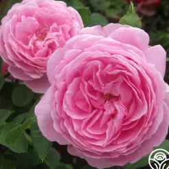 Louise Odier><noscript><img width=