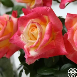 Love & Peace®><noscript><img width=