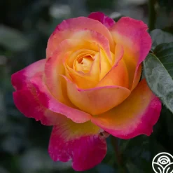 Love & Peace®><noscript><img width=