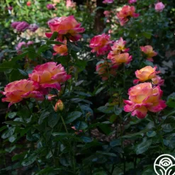 Love & Peace®><noscript><img width=