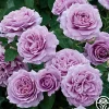 Love Song>Heirloom Roses Outlet