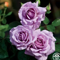 Love Song>Heirloom Roses Outlet