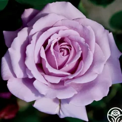 Love Song><noscript><img width=