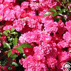 Lovely Fairy®><noscript><img width=