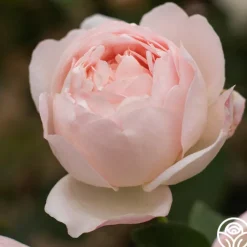 Lover's Blush™><noscript><img width=