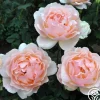 Lovesong™>Heirloom Roses Best