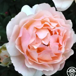 Lovesong™>Heirloom Roses Best