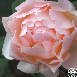 Lovesong™><noscript><img width=