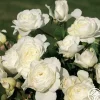 Luna Love™>Heirloom Roses Outlet