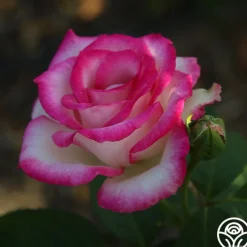 Lynn Anderson><noscript><img width=