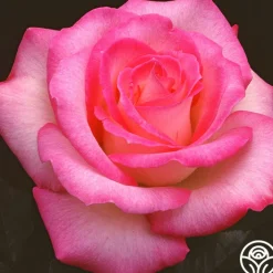 Lynn Anderson><noscript><img width=