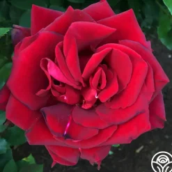 Madonna™>Heirloom Roses Outlet
