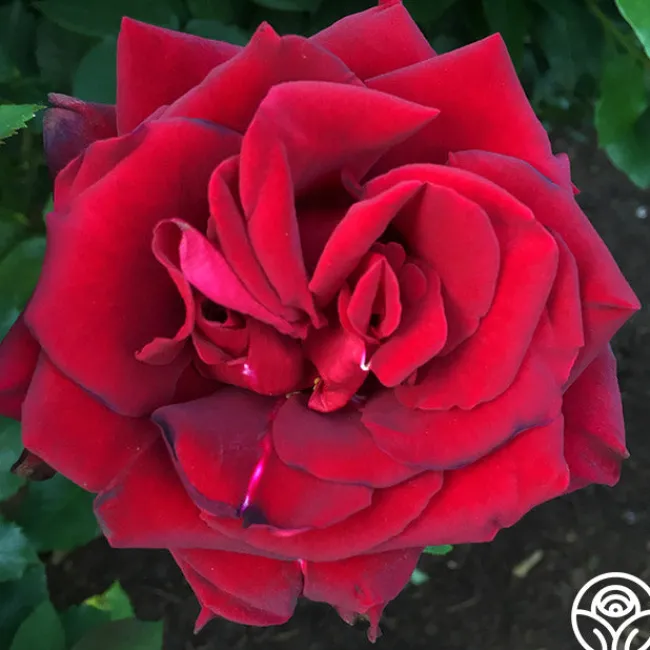 Madonna™>Heirloom Roses Outlet