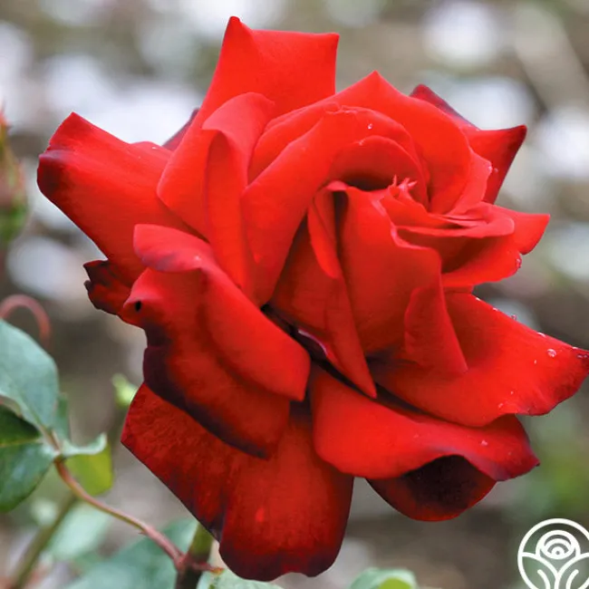 Madonna™>Heirloom Roses Outlet