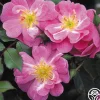 Magic Carpet>Heirloom Roses Best