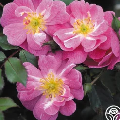 Magic Carpet>Heirloom Roses Best