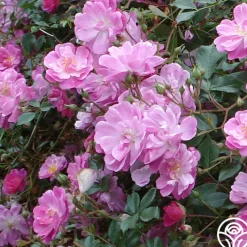 Magic Carpet>Heirloom Roses Best