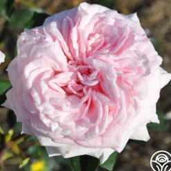 Magnificent Perfume™>Heirloom Roses