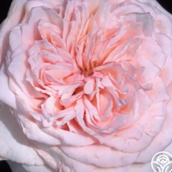 Magnificent Perfume™><noscript><img width=