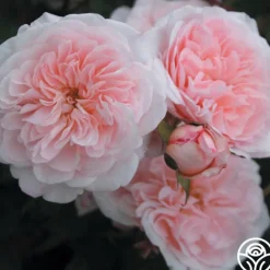 Magnificent Perfume™><noscript><img width=