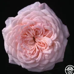 Magnificent Perfume™><noscript><img width=