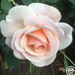 Majestic™><noscript><img width=