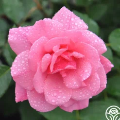 Malaguena>Heirloom Roses Outlet