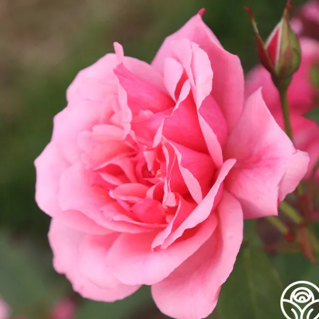 Malaguena>Heirloom Roses Outlet