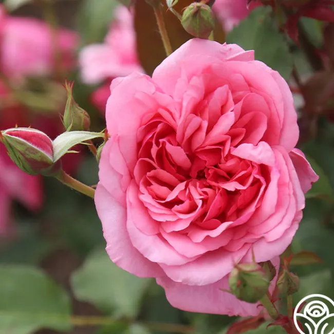 Malaguena>Heirloom Roses Outlet