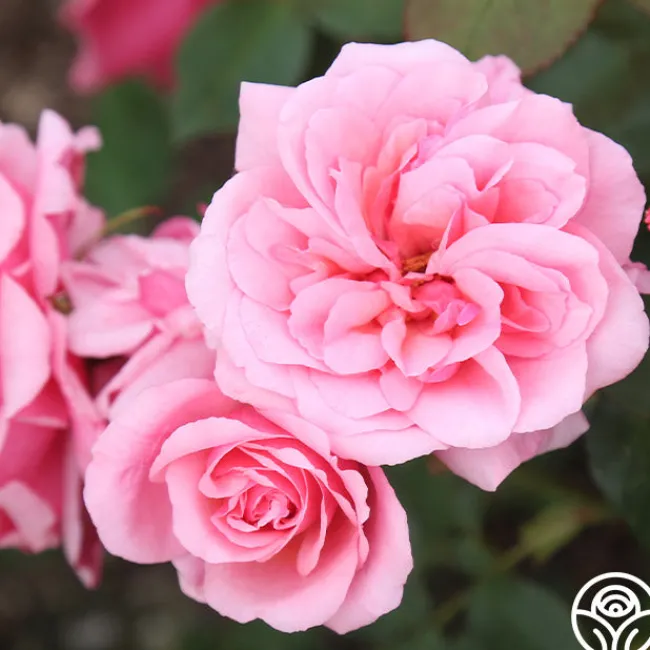 Malaguena>Heirloom Roses Outlet
