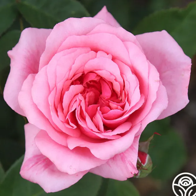 Malaguena>Heirloom Roses Outlet