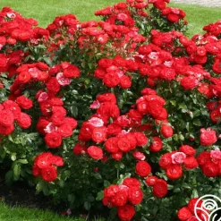 Mandarin Ice®>Heirloom Roses Best