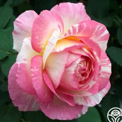 Marc Chagall™>Heirloom Roses Sale