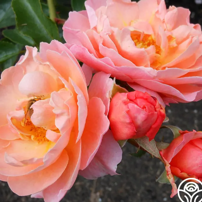 Marie Curie®>Heirloom Roses Discount