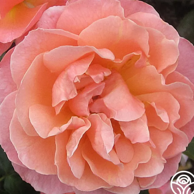 Marie Curie®>Heirloom Roses Discount
