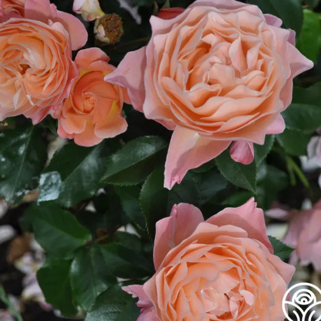 Marie Curie®>Heirloom Roses Discount