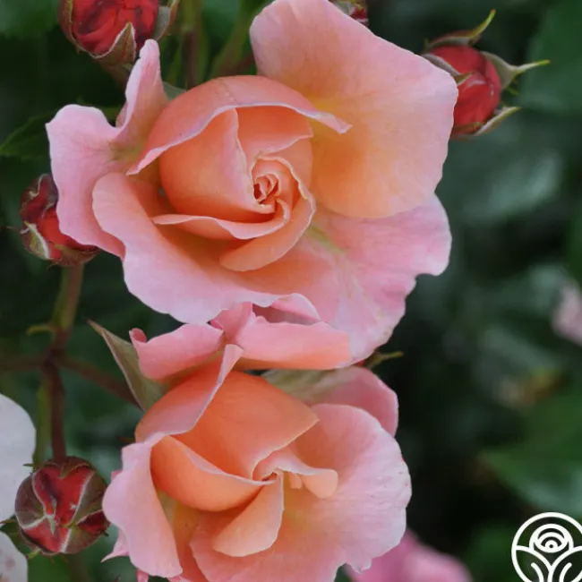Marie Curie®>Heirloom Roses Discount