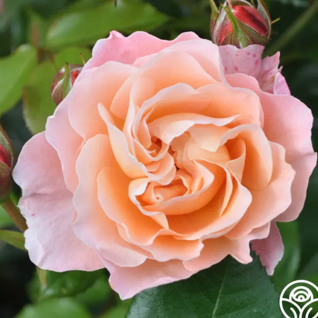 Marie Curie®>Heirloom Roses Discount