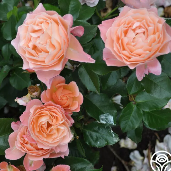 Marie Curie®>Heirloom Roses Discount