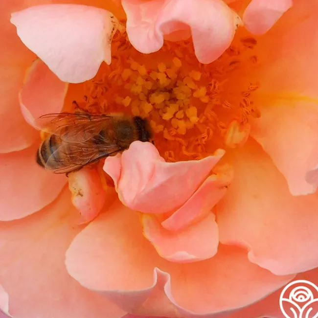 Marie Curie®>Heirloom Roses Discount