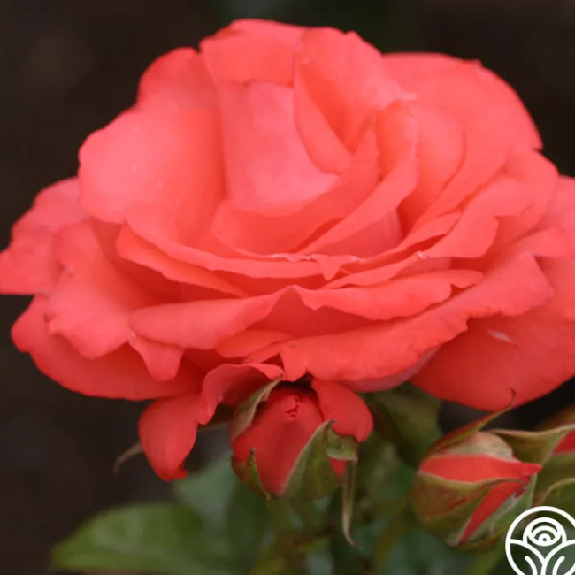 Marmalade Skies™>Heirloom Roses Online
