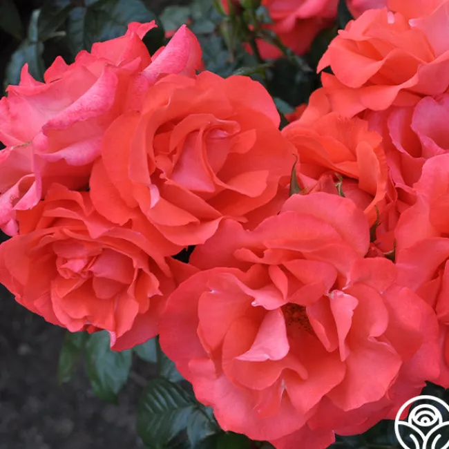 Marmalade Skies™>Heirloom Roses Online