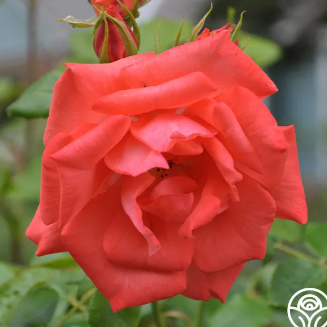 Marmalade Skies™>Heirloom Roses Online