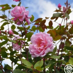 Mary Delany®><noscript><img width=