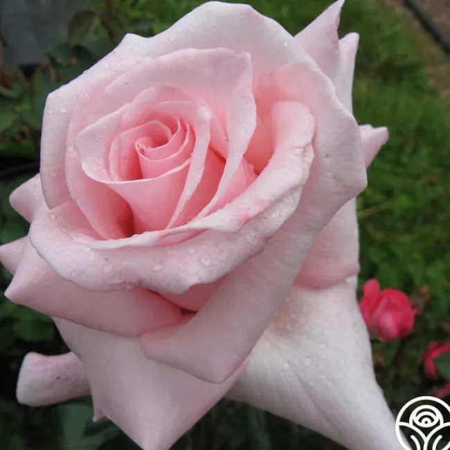Marylou Whitney>Heirloom Roses Online